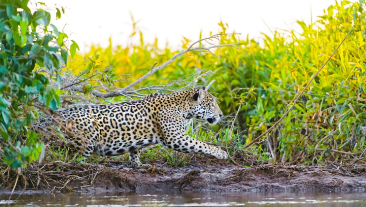 A jaguar stalking prey.